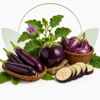 Brinjal
