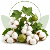 Cotton