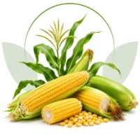 Maize